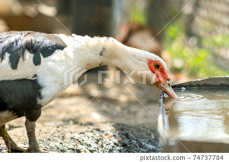 Duck feed on traditional rural barnyard. Detail of a waterbird drinking water on barn yard. Free range poultry farming concept. 74737784