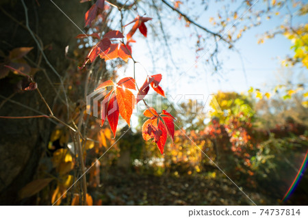 Close up of bright yellow and red maple leaves on fall tree branches with vibrant blurred background in autumn park. 74737814