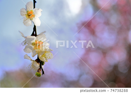 在盛開的梅花中閃耀 在盛開的梅花中閃耀 74738288