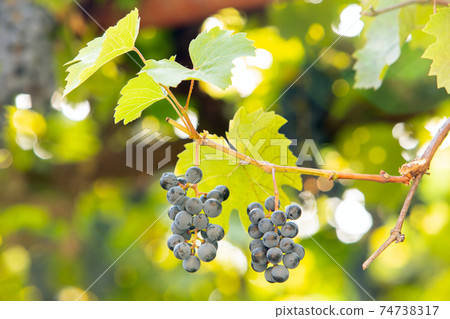 Clopse up of ripening grape fruit on vine branches in summer garden. 74738317
