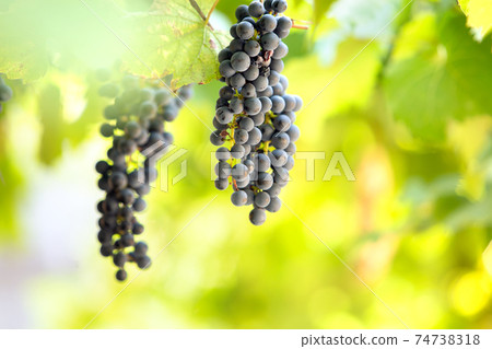 Clopse up of ripening grape fruit on vine branches in summer garden. 74738318