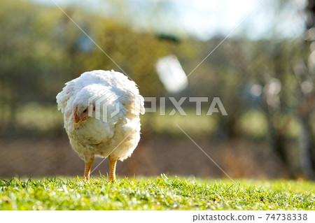 Hen feed on traditional rural barnyard. Close up of chicken standing on barn yard with green grass. Free range poultry farming concept. 74738338