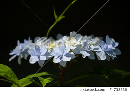 Many-leaf flowers blooming in the rainy season Hydrangea 74738586