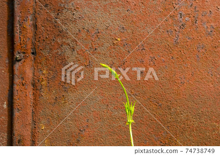 Green sprout grows in a scrap metal background. A young sprout grows in a polluted environment. A sprouted sprout on a background of rusty piece of iron and garbage. The power of the nature of life 74738749