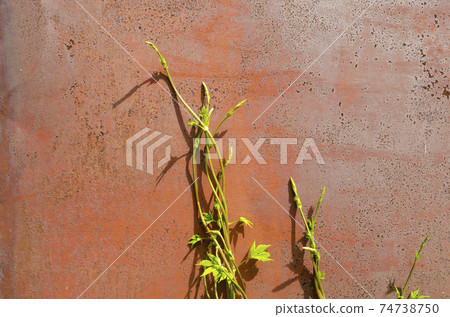 Green sprout grows in a scrap metal background. A young sprout grows in a polluted environment. A sprouted sprout on a background of rusty piece of iron and garbage. The power of the nature of life 74738750