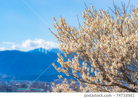 富龍園梅花和藍天[山梨縣] 74738981