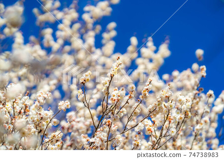 Furouen plum blossoms and blue sky [Yamanashi Prefecture] 74738983