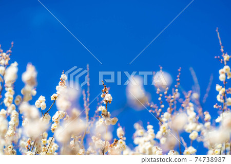 Furouen plum blossoms and blue sky [Yamanashi Prefecture] 74738987