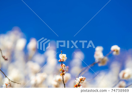 Furouen plum blossoms and blue sky [Yamanashi Prefecture] 74738989