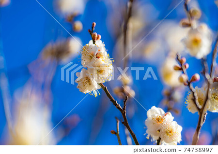 Furouen plum blossoms and blue sky [Yamanashi Prefecture] 74738997