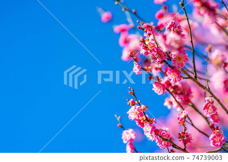 Furouen plum blossoms and blue sky [Yamanashi Prefecture] 74739003