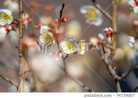 Furouen plum blossoms and blue sky [Yamanashi Prefecture] 74739007