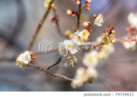 Furouen plum blossoms and blue sky [Yamanashi Prefecture] 74739015
