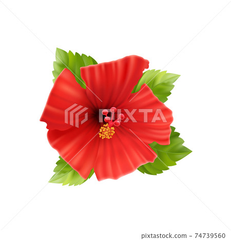 Realistic Hibiscus Flower Composition 74739560