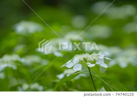 雨季繡球花盛開的多葉花 74740120