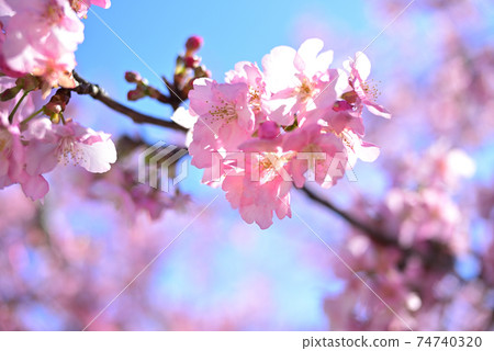 Kawazu cherry blossoms in full bloom in the clear sky 74740320