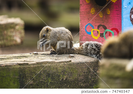 Machida squirrel's Taiwanris 74740347