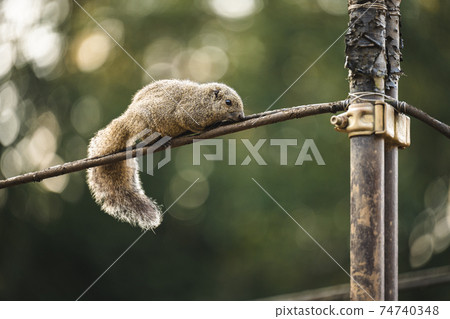 Machida squirrel's Taiwanris 74740348