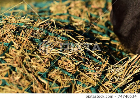 Close up of hay under a green hay net 74740534