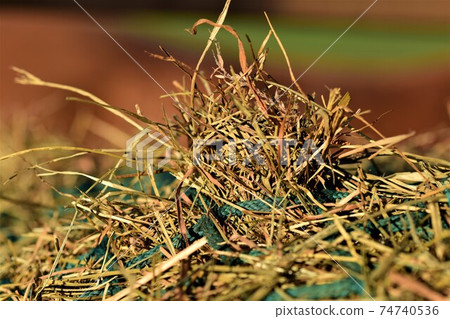 Close up of hay under a green hay net 74740536
