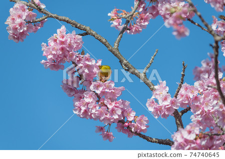 [鬆達摩，松田町，川津櫻花和白眼盛開] 74740645
