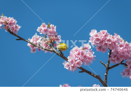[Matsudayama, Matsuda Town, Kawazu cherry blossoms and white-eye in full bloom] 74740646