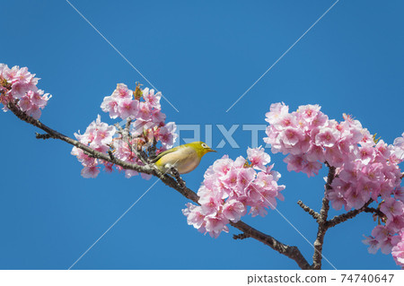 [鬆達摩，松田町，川津櫻花和白眼盛開] 74740647