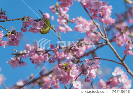 [鬆達摩，松田町，川津櫻花和白眼盛開] 74740648