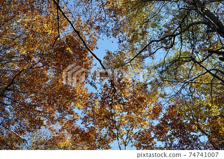 Blue sky and autumn leaves 74741007