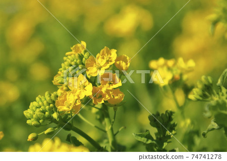 強姦場彈簧 74741278