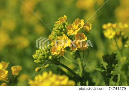 強姦場彈簧 74741279