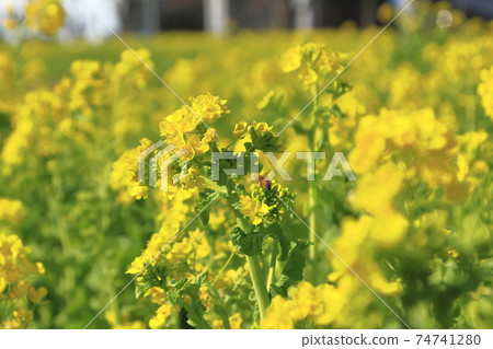 強姦場彈簧 74741280