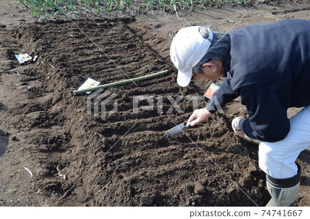 Kitchen garden / field work Kitchen garden / field work 74741667