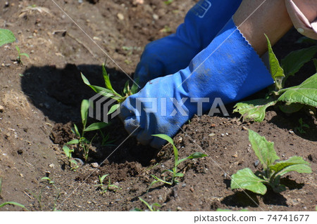 Kitchen garden / field work Kitchen garden / field work 74741677