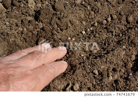 Kitchen garden / field work Kitchen garden / field work 74741679