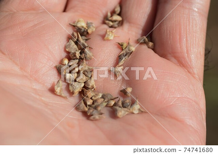 Kitchen garden / field work 74741680