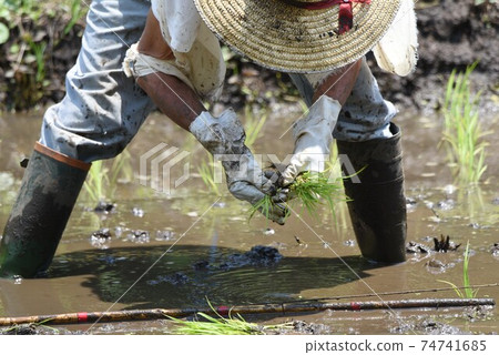 Kitchen garden / field work Kitchen garden / field work 74741685