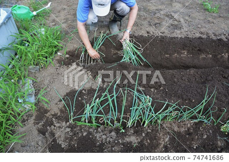 Kitchen garden / field work 74741686