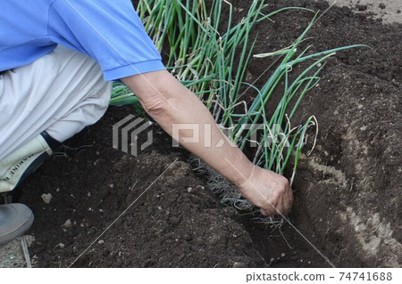 Kitchen garden / field work 74741688