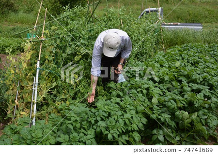 Kitchen garden / field work Kitchen garden / field work 74741689