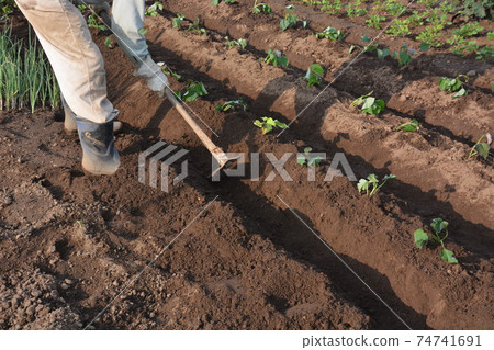 Kitchen garden / field work 74741691