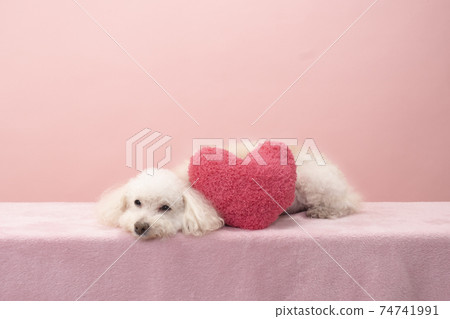 Red heart and face down white toy poodle tomato Red heart and face down white toy poodle tomato 74741991
