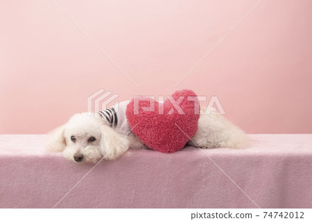 Red heart and face down white toy poodle tomato 74742012