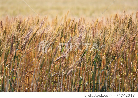Wheat ears / wheat field Wheat ears / wheat field 74742018