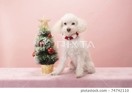 Christmas tree and smiling white toy poodle tomatoes Christmas tree and smiling white toy poodle tomatoes 74742110