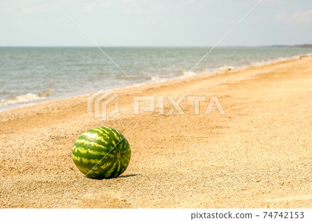 The striped green fruit of a ripe sweet watermelon on the sea sand by the water. Rest on the Sea. Copy space The striped green fruit of a ripe sweet watermelon on the sea sand by the water. Rest on the Sea. Copy space 74742153