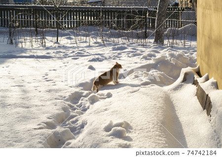 red cat sitting in winter on snow, animals hinting 74742184