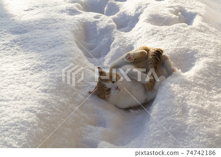 Red cat enjoying snow. Happy cat lying on the snow on the back Red cat enjoying snow. Happy cat lying on the snow on the back 74742186
