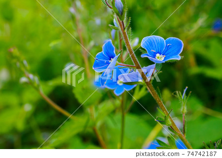Blue Veronica germander flowers close-up. 74742187