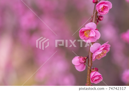 早春梅花科 74742317